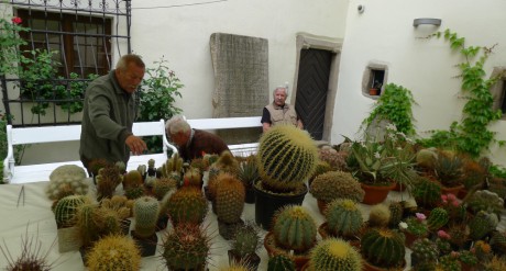 4 Výstava kaktusů 2015