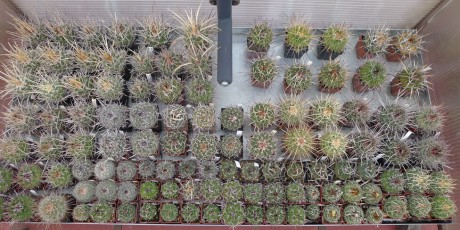 13 Na střeše domu má Vláďa malé skleníčky pro svůj nejoblíbenější rod - Sclerokaktusy