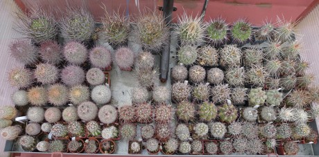 15 Na střeše domu má Vláďa malé skleníčky pro svůj nejoblíbenější rod - Sclerokaktusy