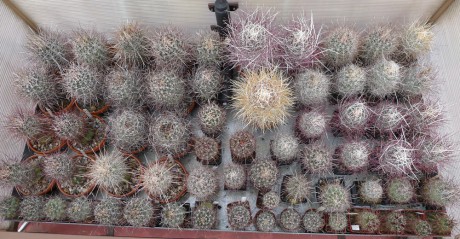 16 Na střeše domu má Vláďa malé skleníčky pro svůj nejoblíbenější rod - Sclerokaktusy