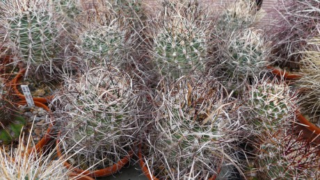 19 Na střeše domu má Vláďa malé skleníčky pro svůj nejoblíbenější rod - Sclerokaktusy