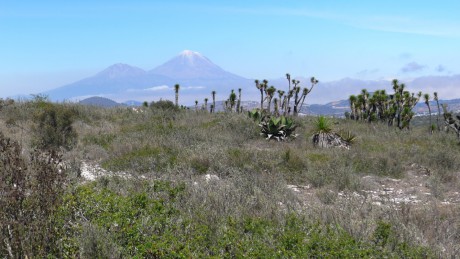 05. Mexico, Puebla, Morelos Canada Agave potatorum