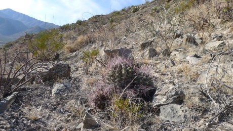 28. Mexico, Coahuila, Viesca, Ferocactus hamatacanthus