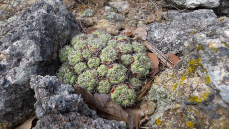1. San Baltazar Labuna, Oregocactus macdowellii
