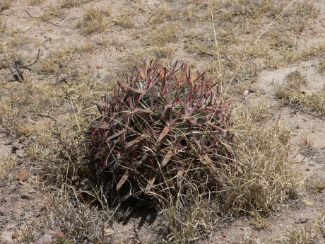 3.Ferocactus latispinus