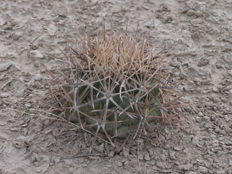 6 Sierra Zavaleta - Coryphantha poselgeriana  v písku